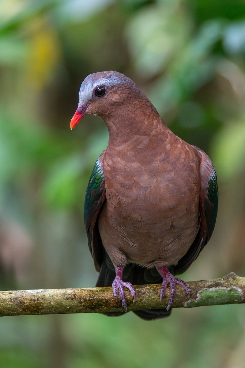 Asian Emerald Dove - ML633857936