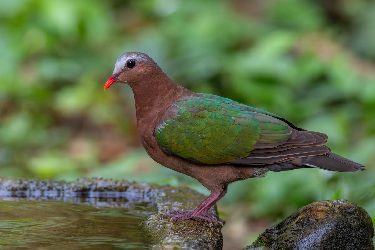 Asian Emerald Dove - ML633857937
