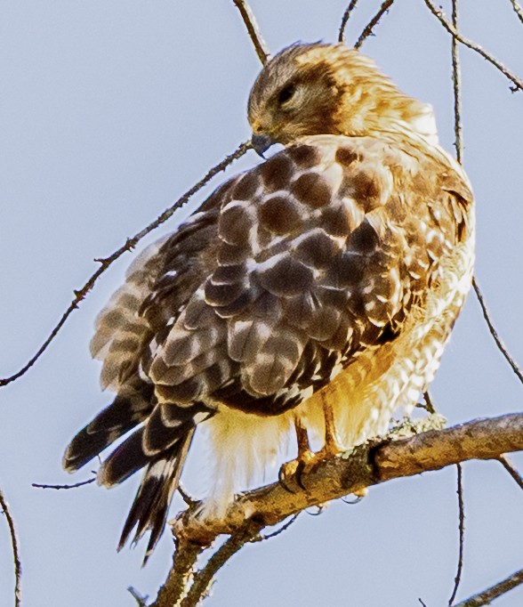 Red-shouldered Hawk - ML633858072