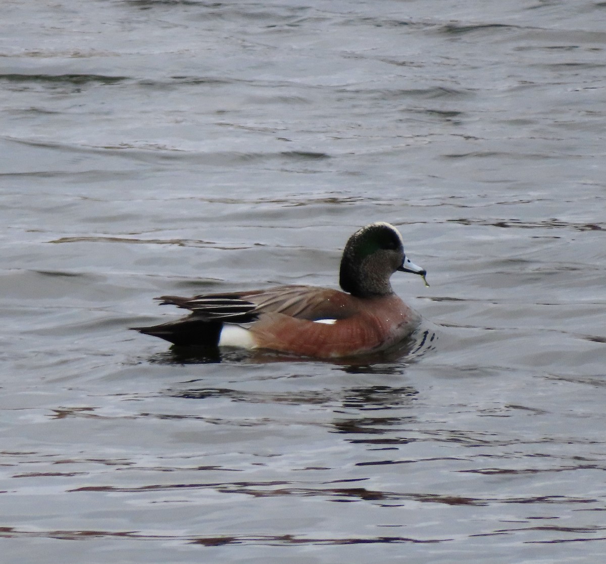 American Wigeon - ML633858103