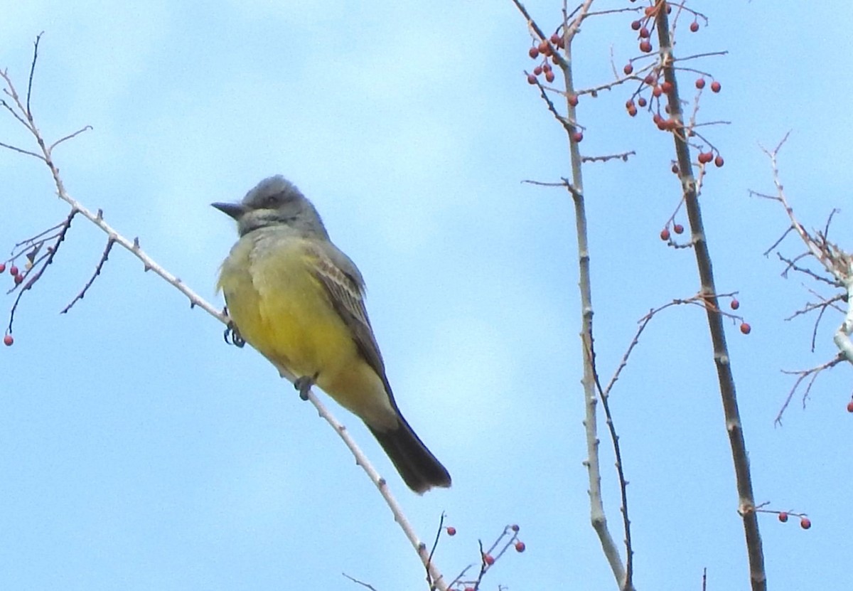 Cassin's Kingbird - ML633858192
