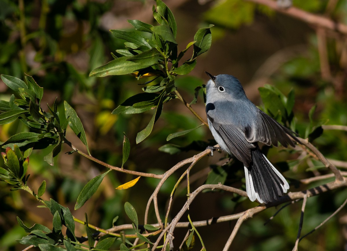 Blue-gray Gnatcatcher - ML633858298