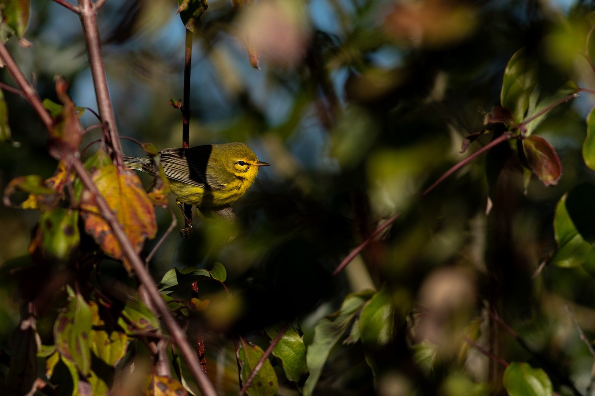 Prairie Warbler - ML633858320