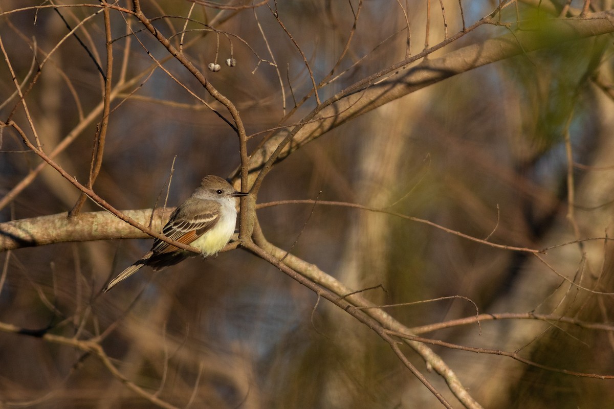 Ash-throated Flycatcher - ML633858336