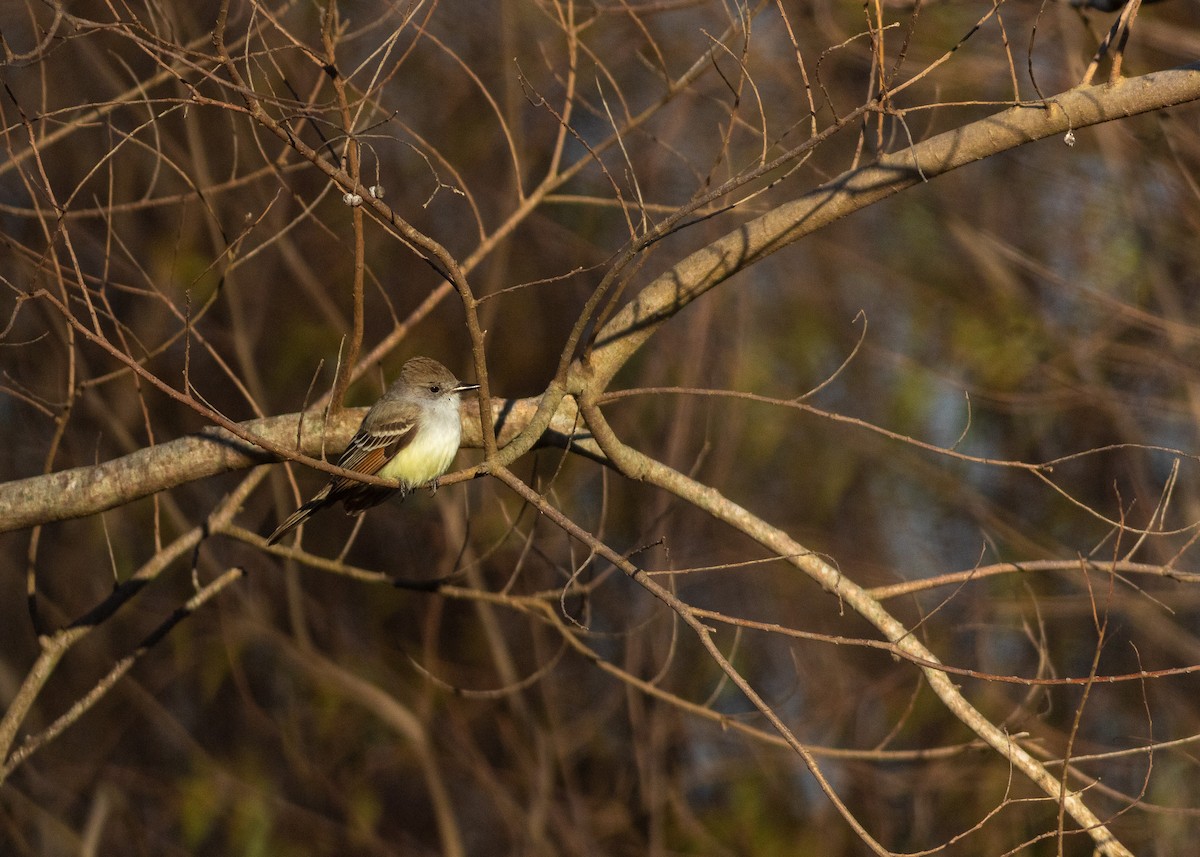 Ash-throated Flycatcher - ML633858337