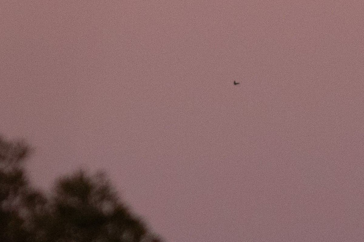 Purple Martin - ML633858368