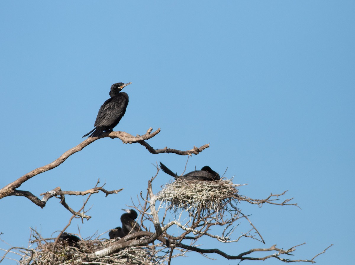Neotropic Cormorant - ML633858385