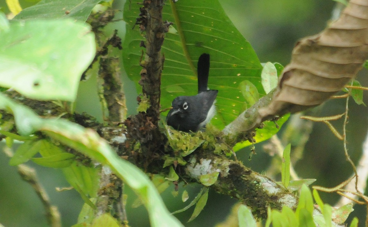 Slate-throated Gnatcatcher - ML633858419