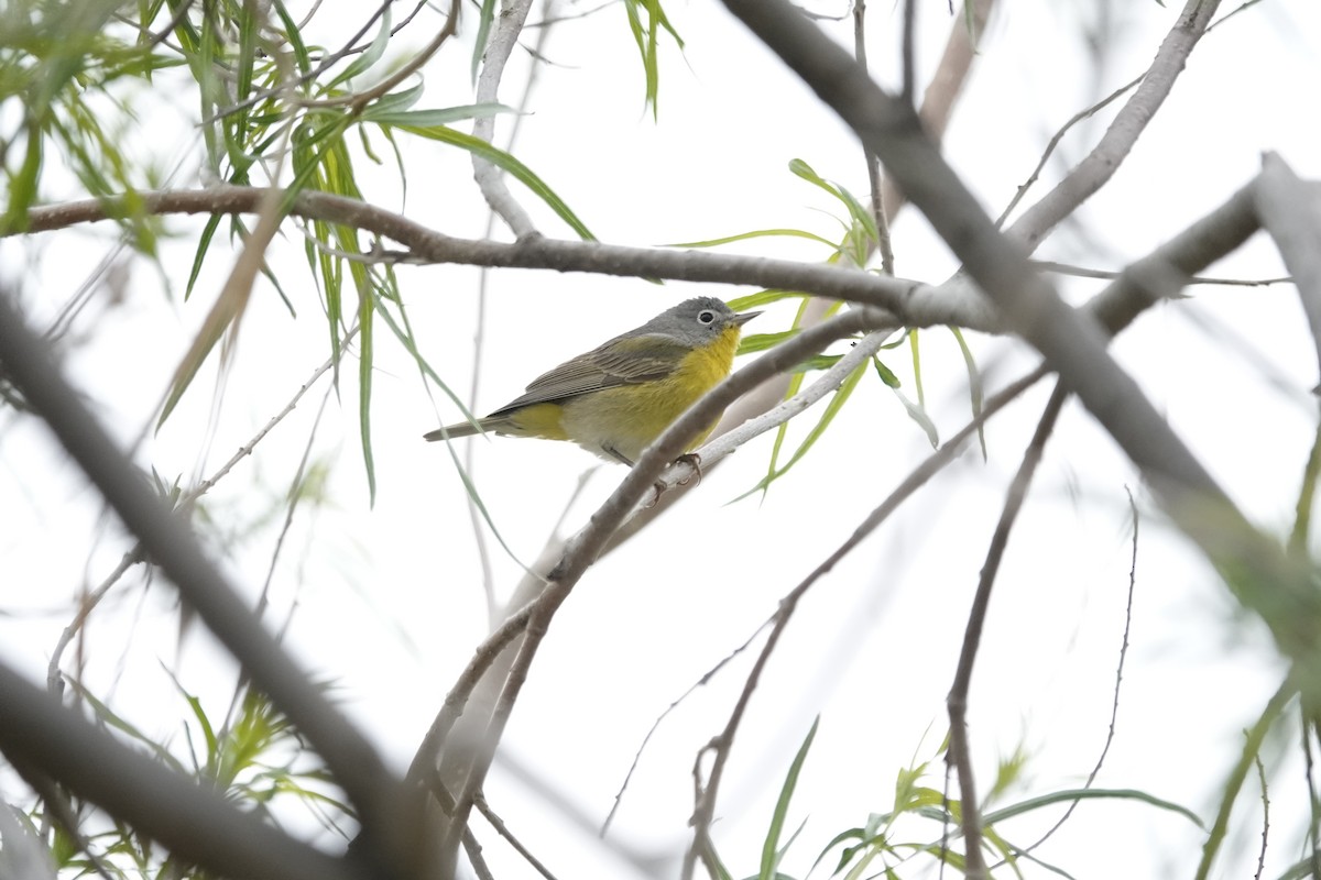 ズアカアメリカムシクイ - ML633858423