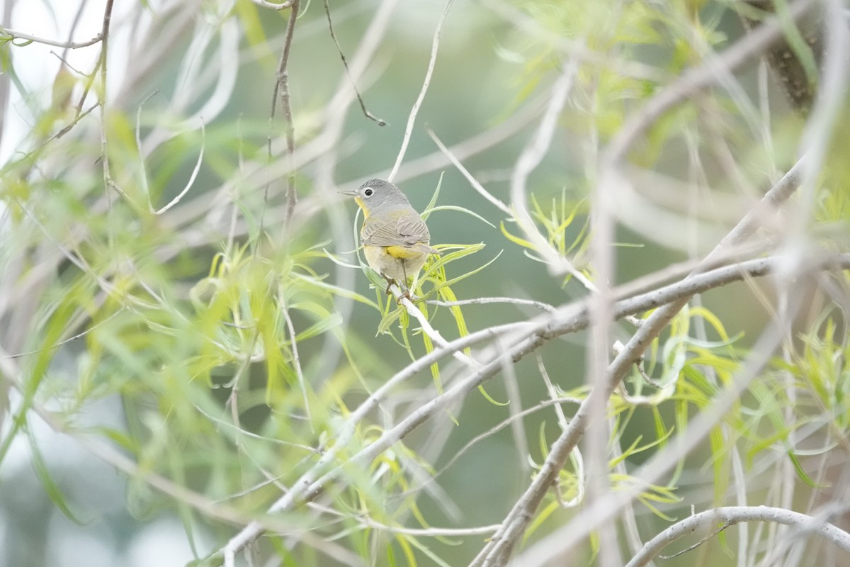 ズアカアメリカムシクイ - ML633858425