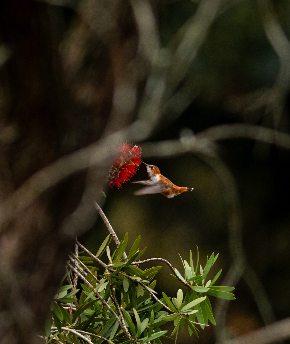Rufous Hummingbird - ML633858439
