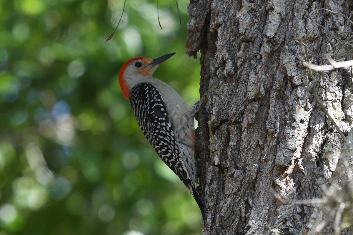 Red-bellied Woodpecker - ML633858458