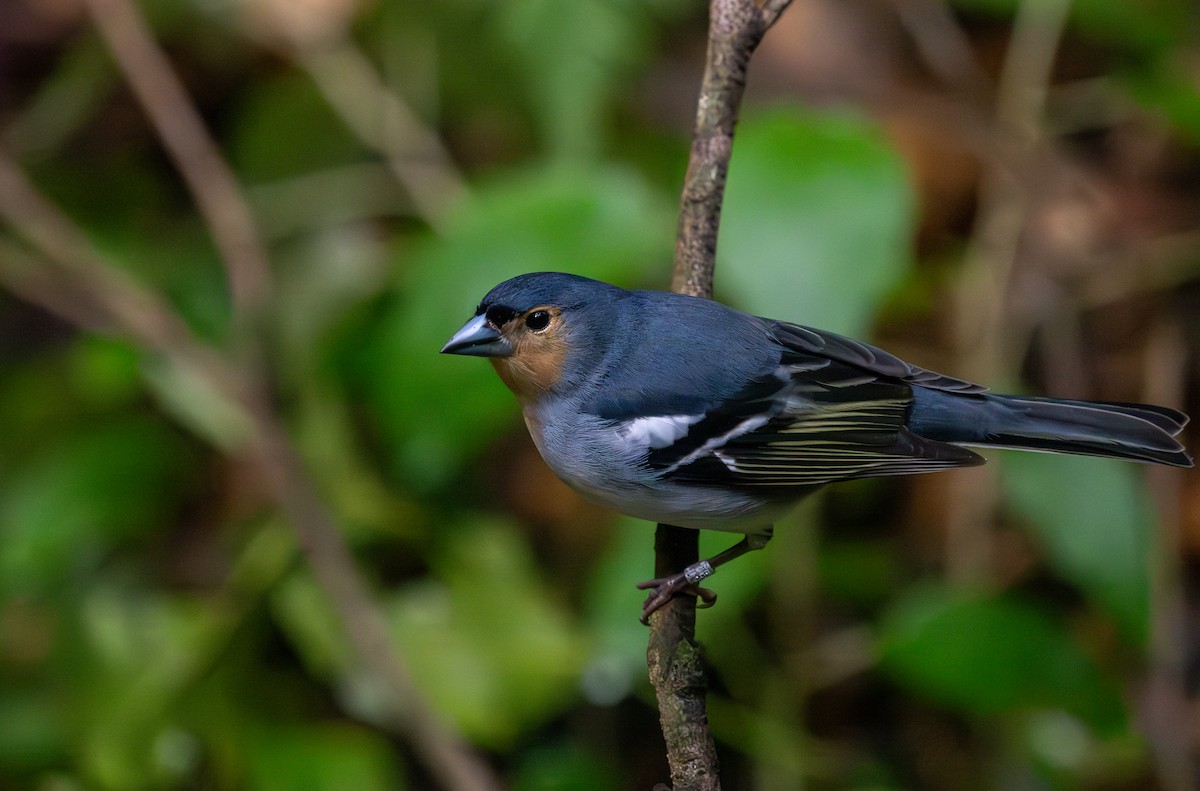 Canary Islands Chaffinch (La Palma) - ML633858461