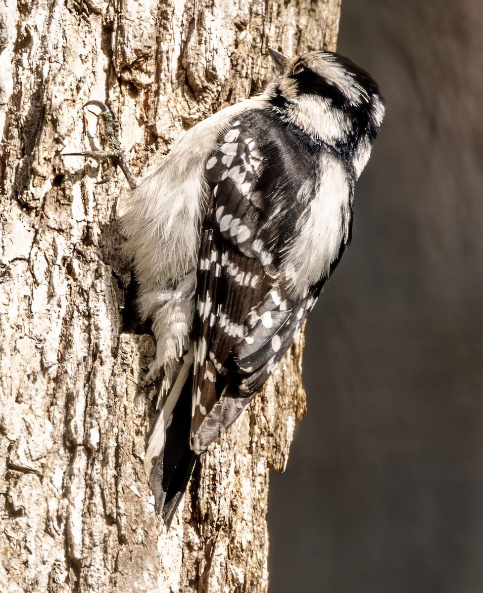 Downy Woodpecker - ML633858580