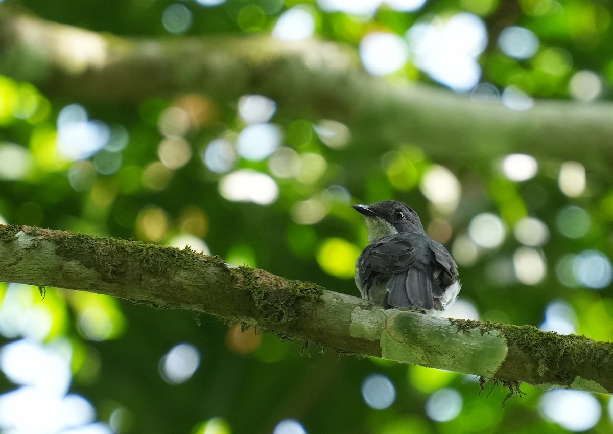 African Forest-Flycatcher - ML633858585