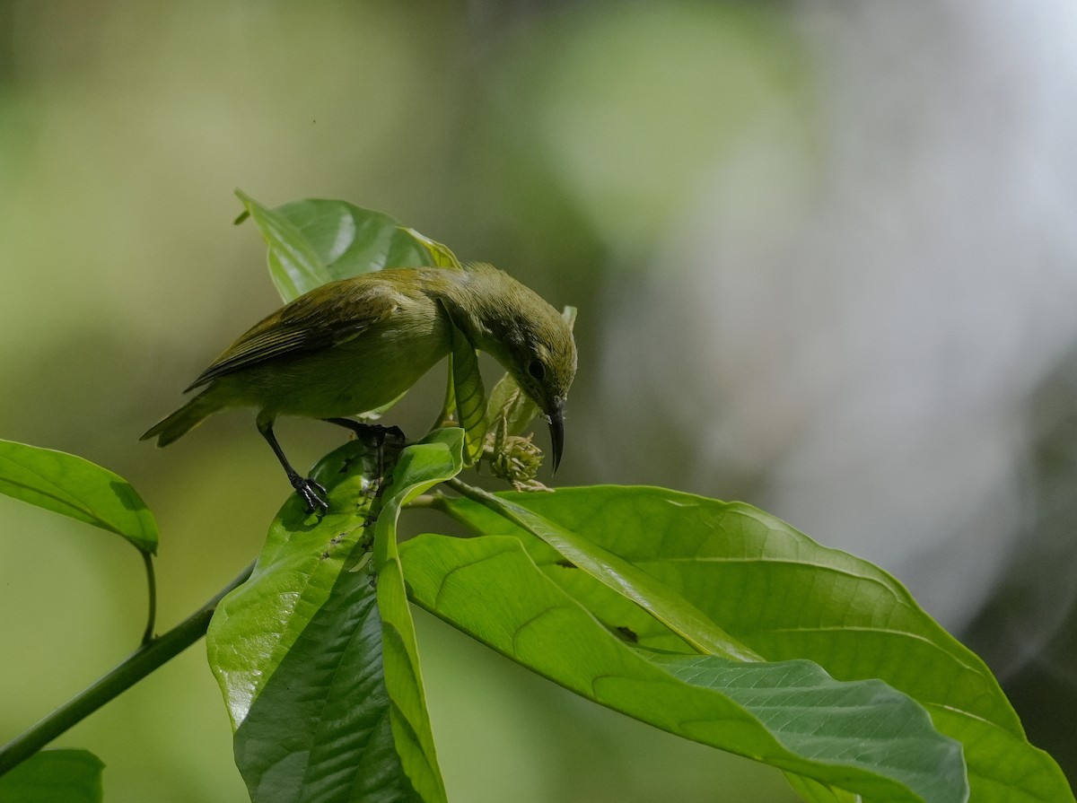 Fraser's Sunbird - ML633858640