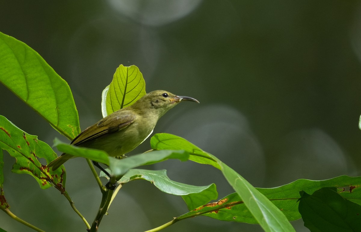 Fraser's Sunbird - ML633858650