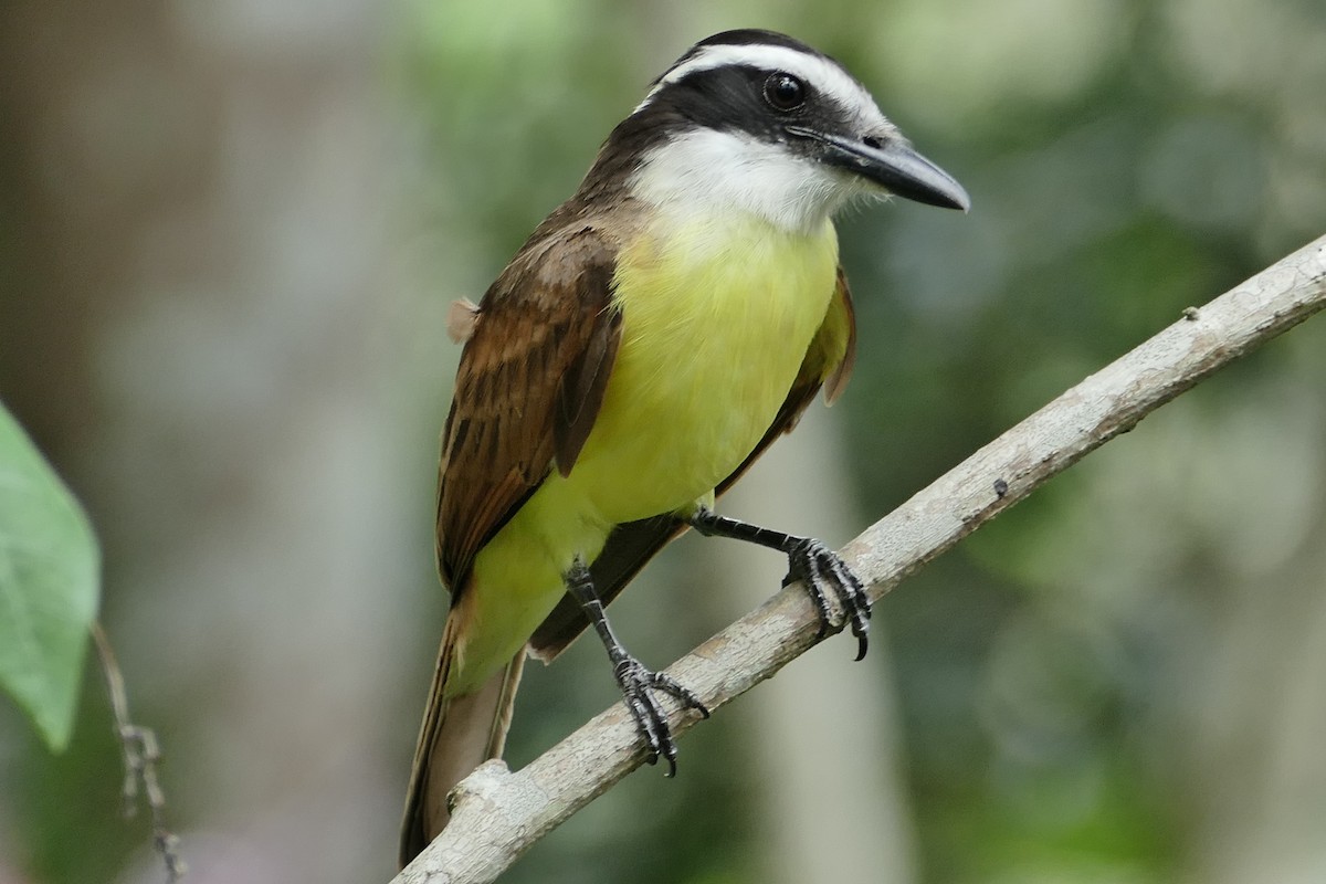 Great Kiskadee - ML633858680