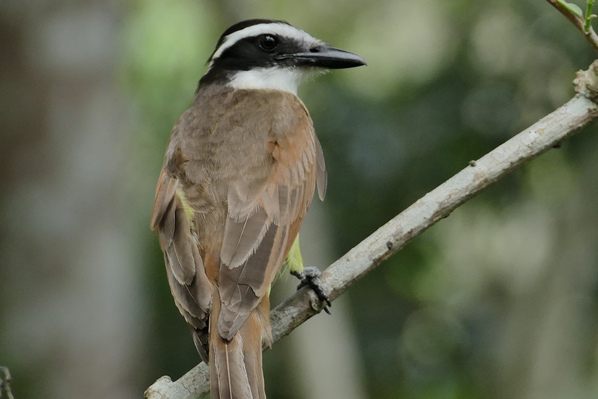Great Kiskadee - ML633858692
