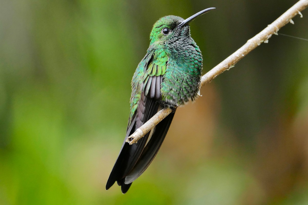 White-vented Plumeleteer - ML633858719