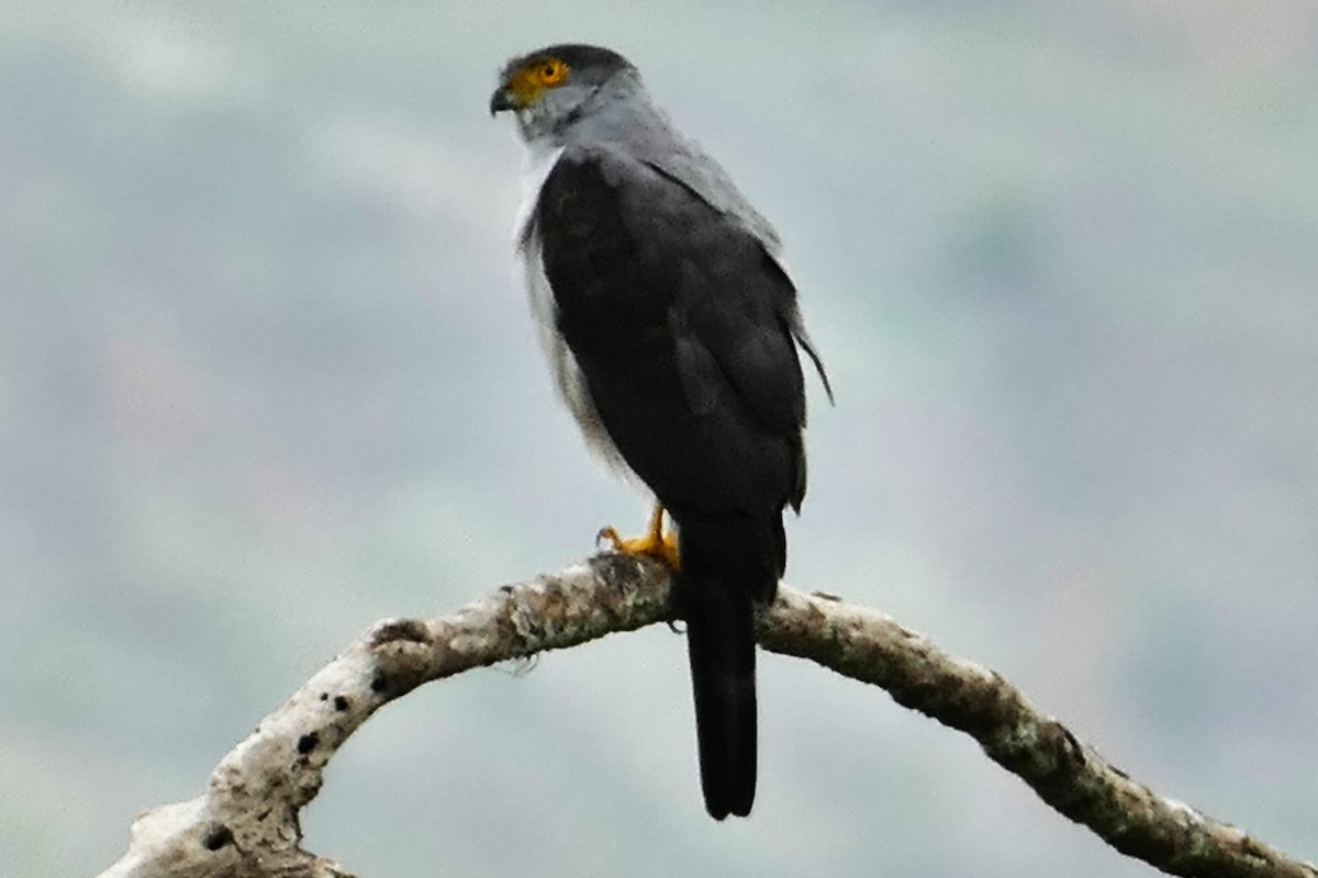 Double-toothed Kite - ML633858736