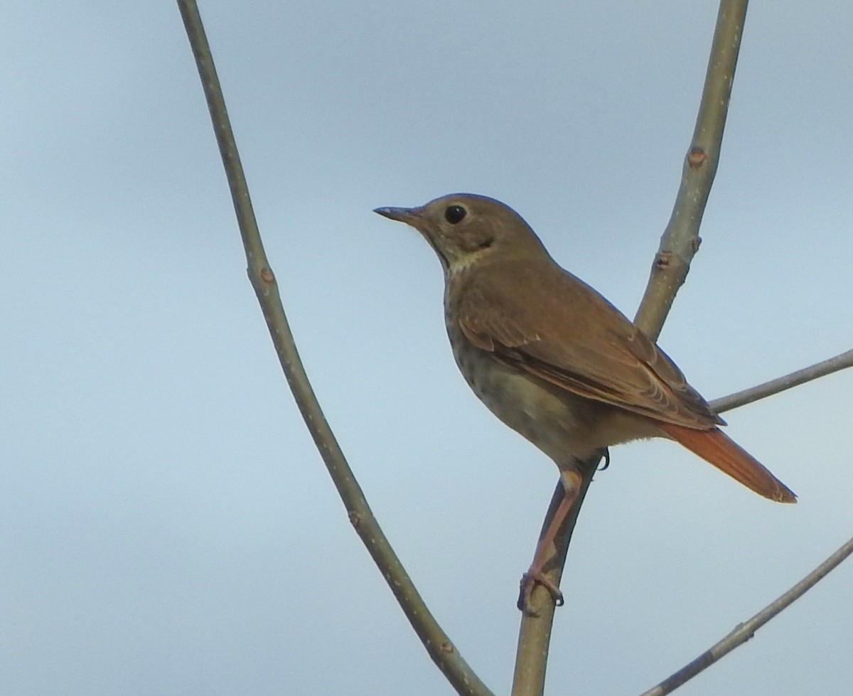 Hermit Thrush - ML633858739