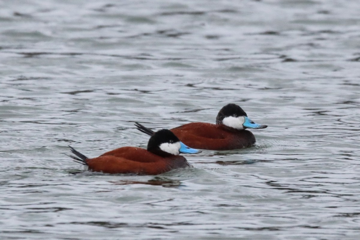 Ruddy Duck - ML633858828