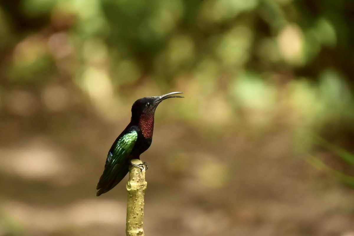 Purple-throated Carib - ML633858860