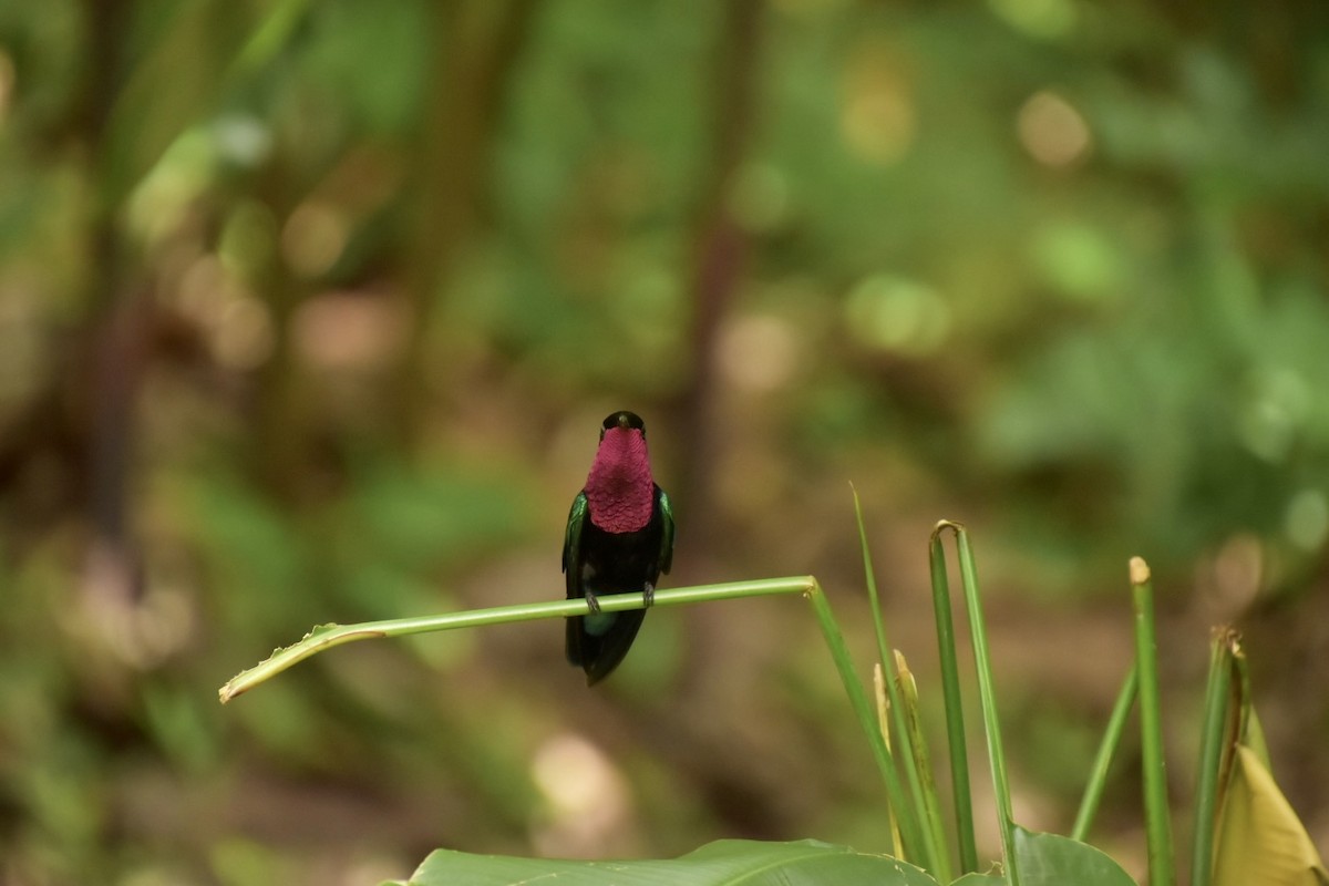 Purple-throated Carib - ML633858861