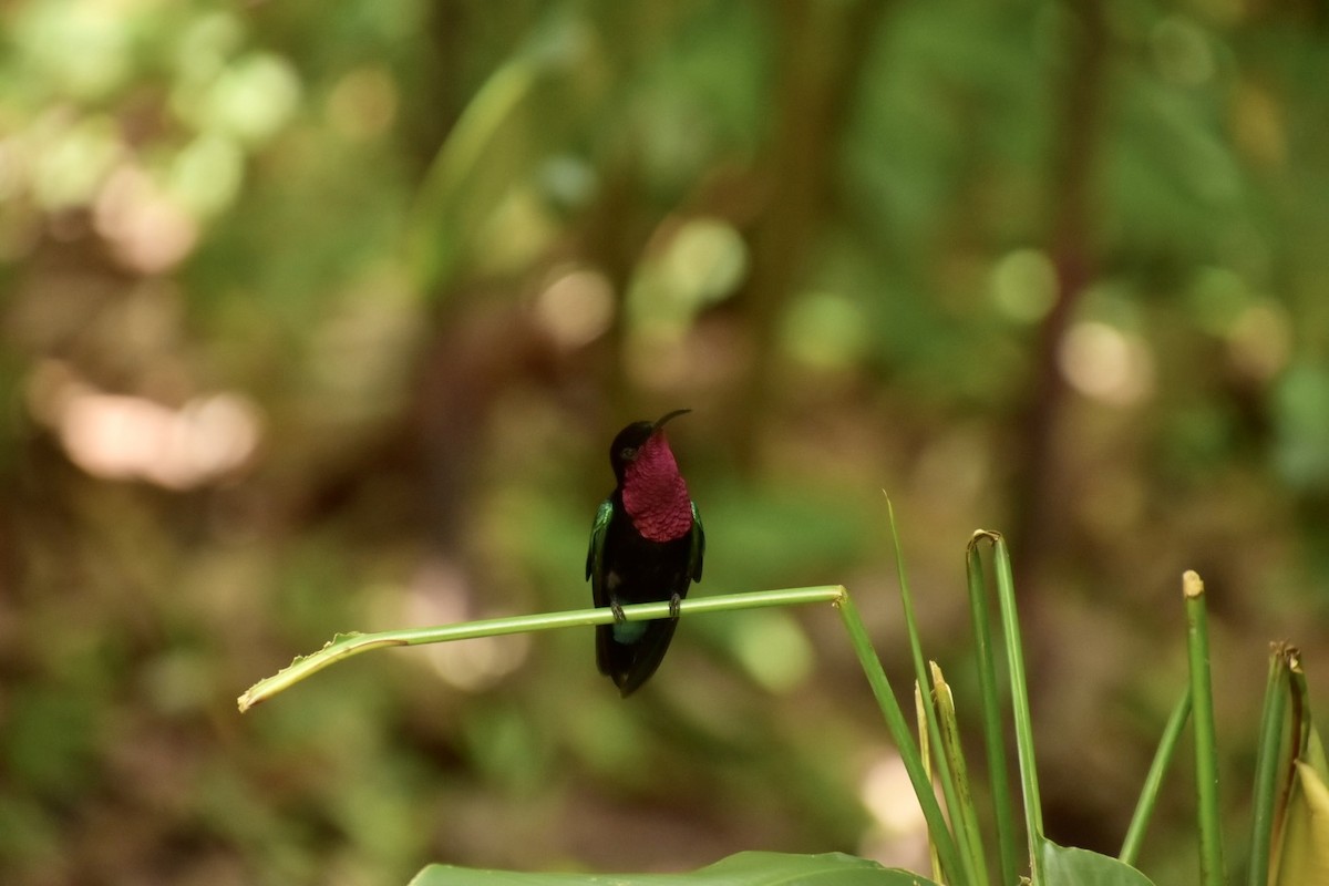Purple-throated Carib - ML633858862