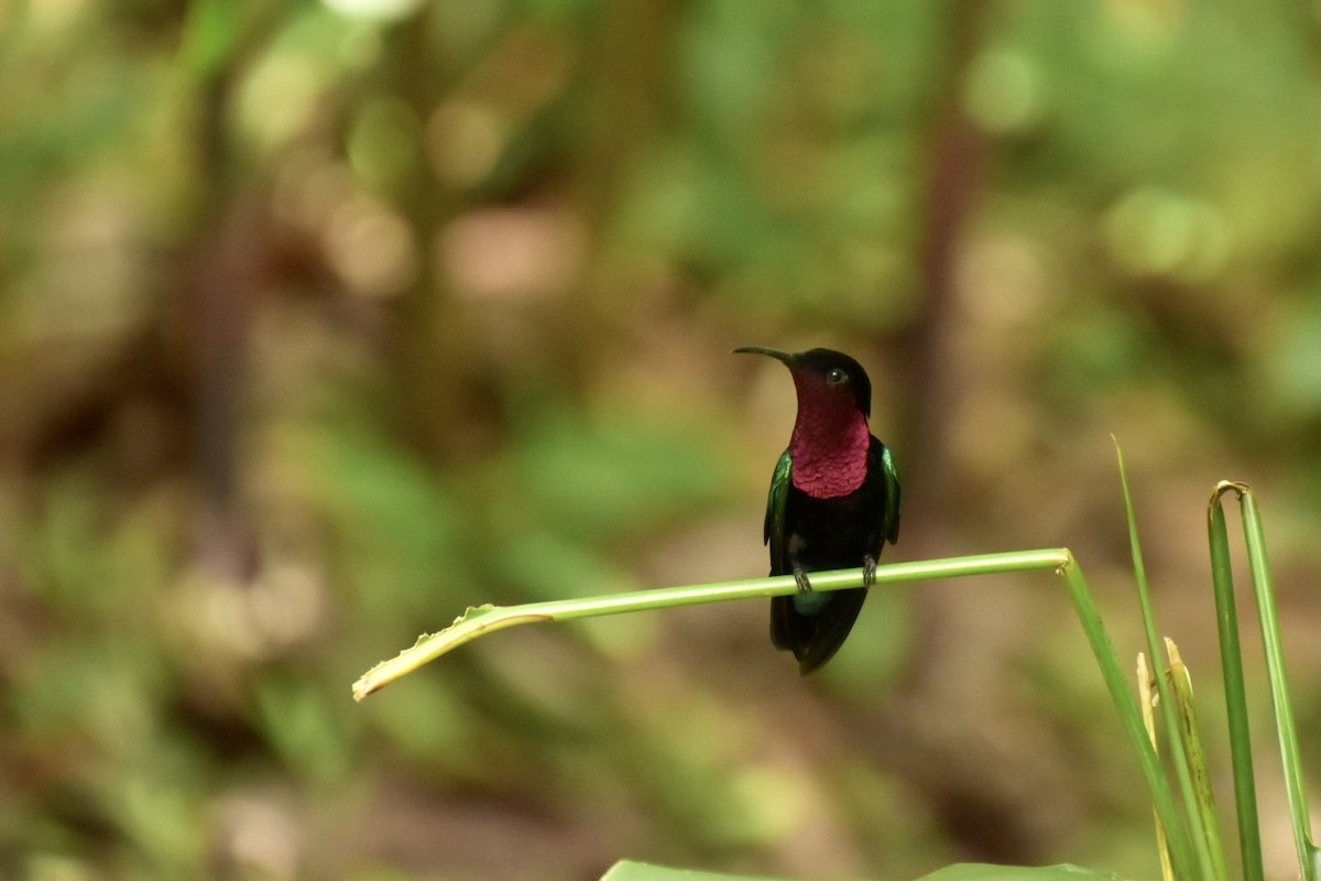 Purple-throated Carib - ML633858863