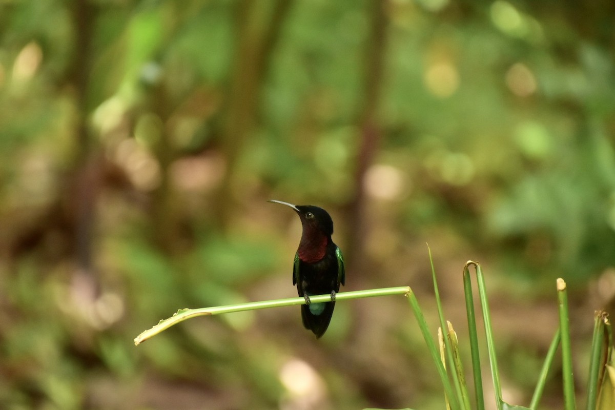 Purple-throated Carib - ML633858864
