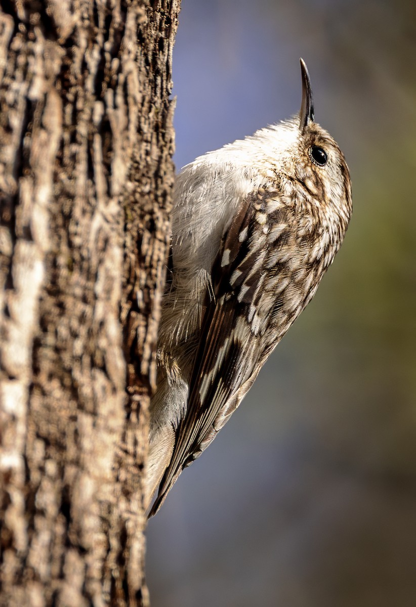 Brown Creeper - ML633858867