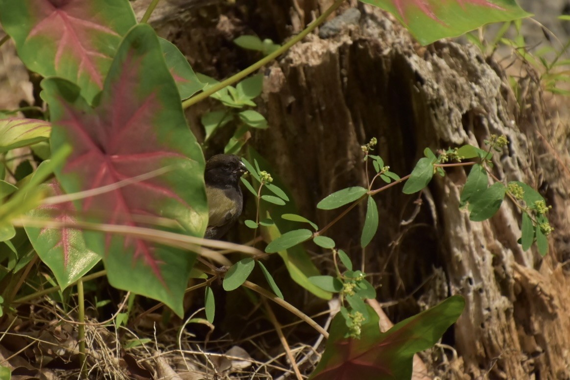 Black-faced Grassquit - ML633858879