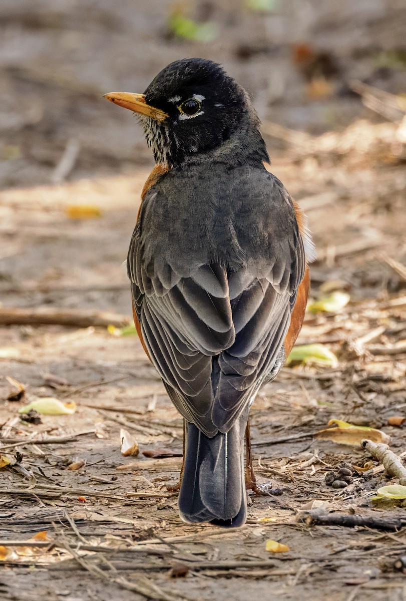 American Robin - ML633858883