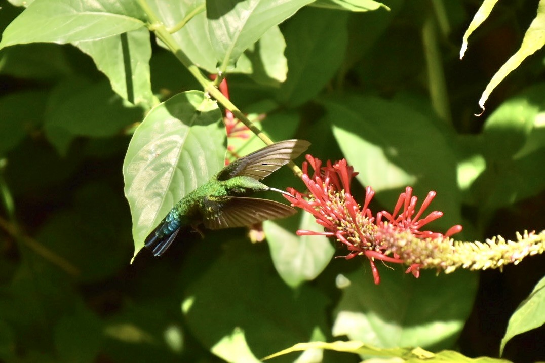 Green-throated Carib - ML633858886