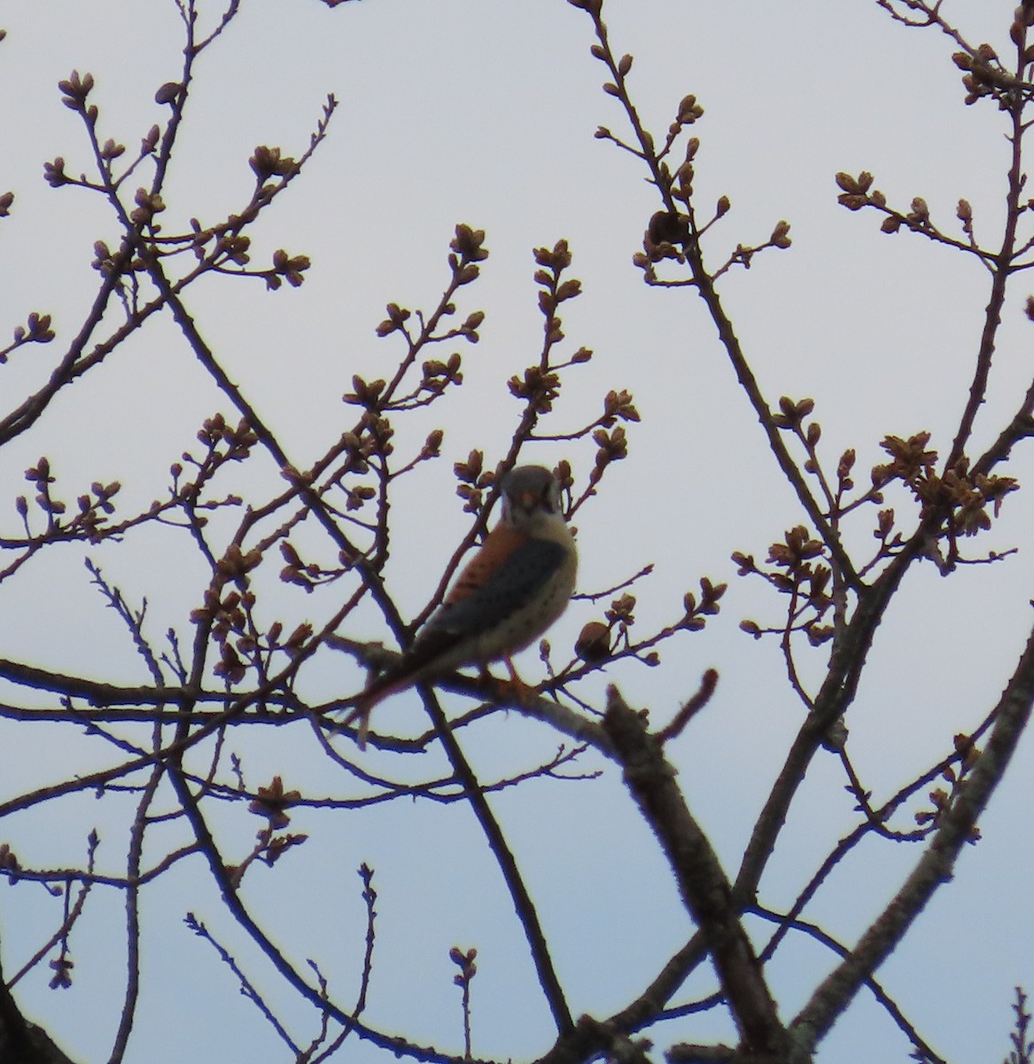American Kestrel - ML633858909