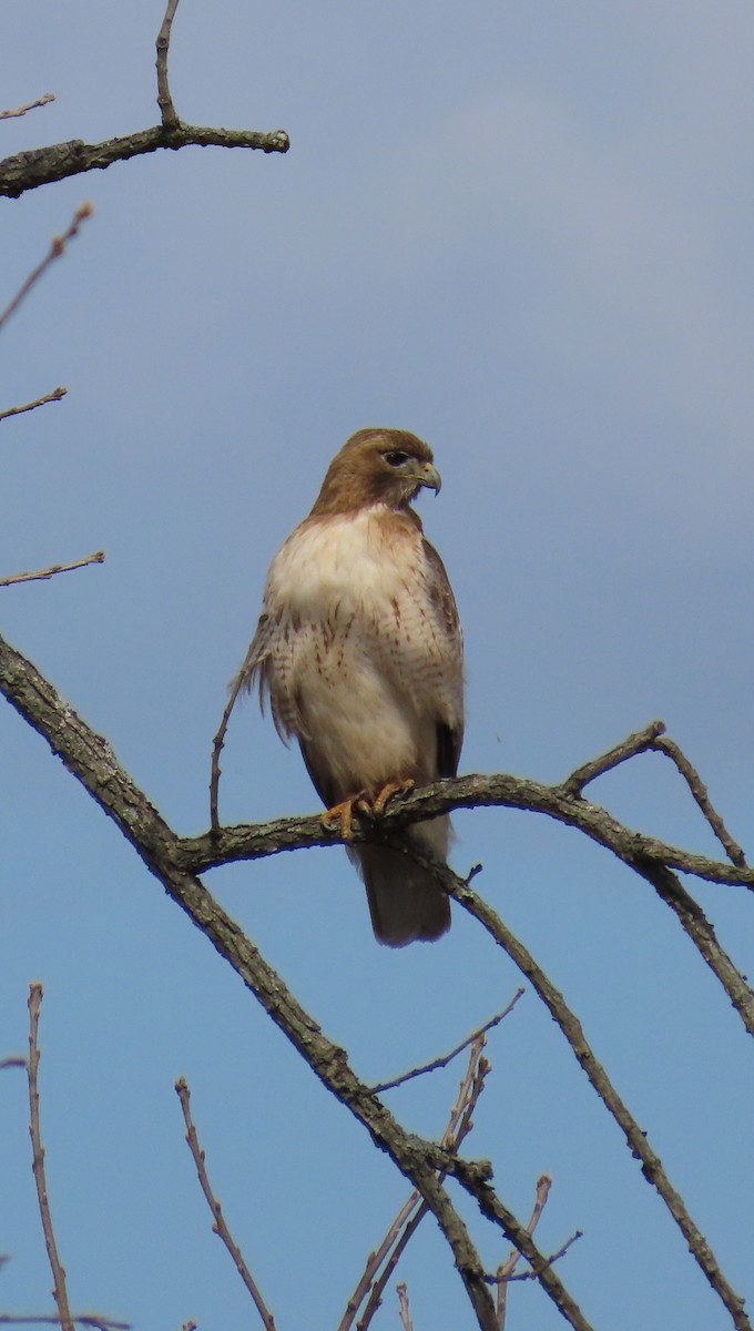 Red-tailed Hawk - ML633858939