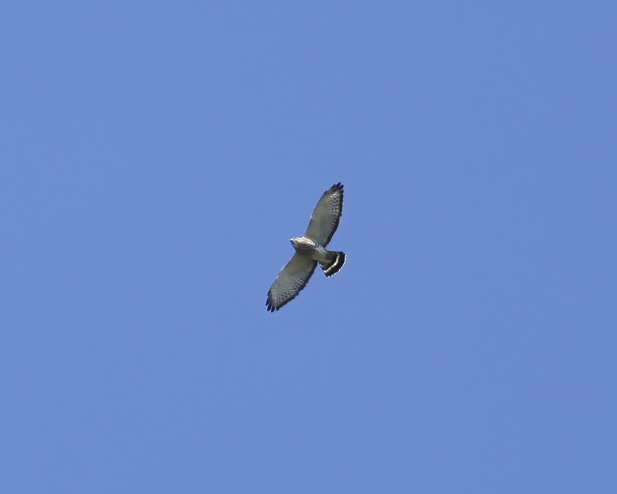Geniş Kanatlı Şahin - ML633859143