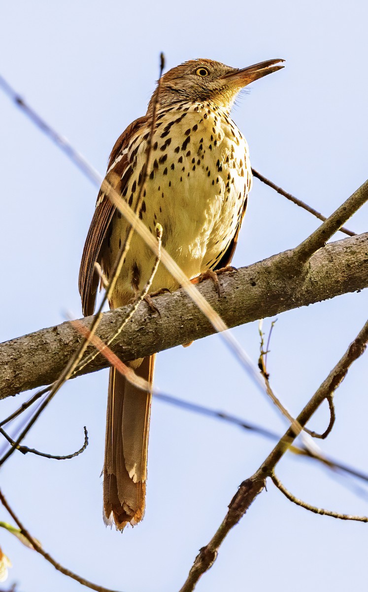 Brown Thrasher - ML633859157