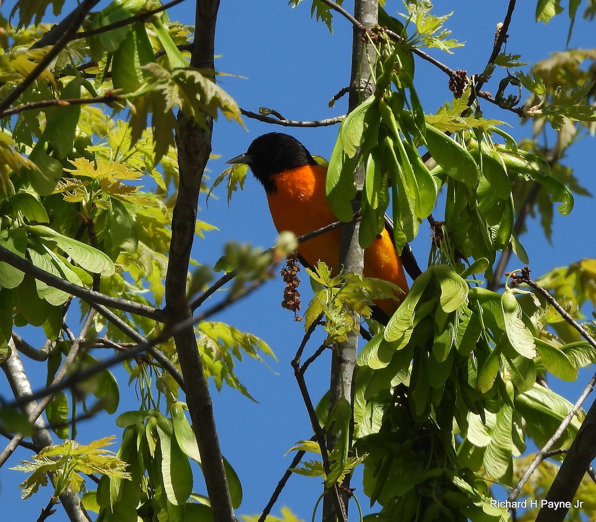 Oriole de Baltimore - ML633859161