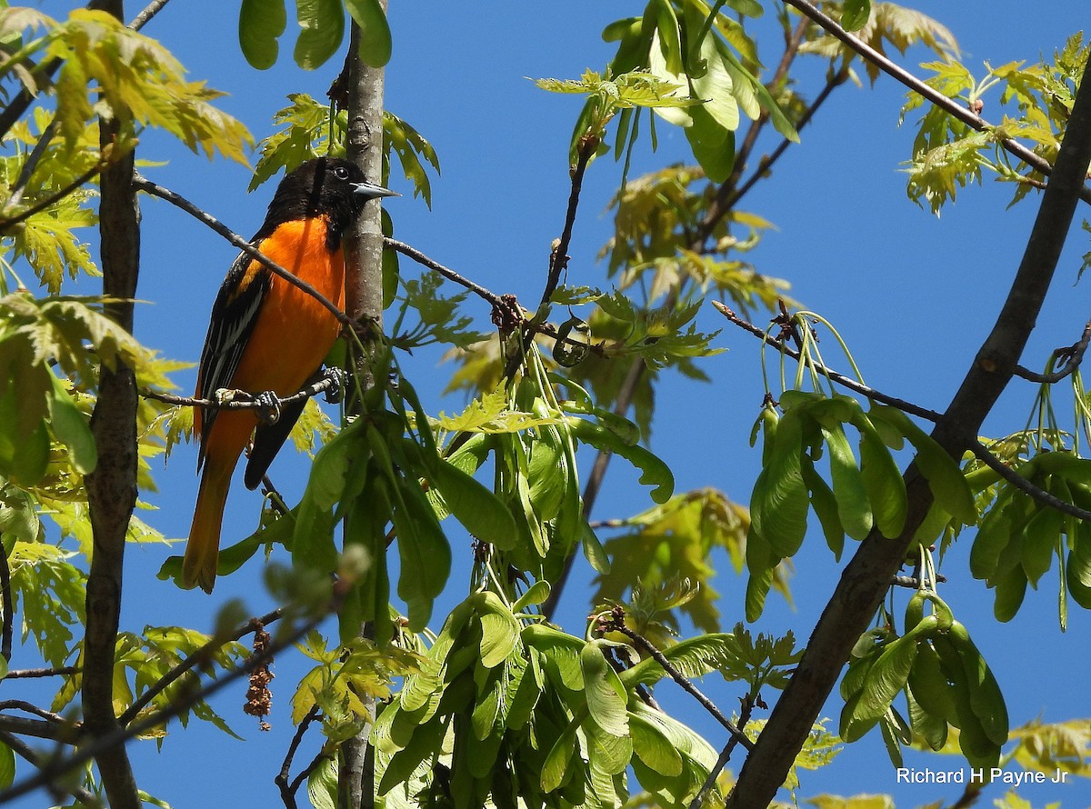 Oriole de Baltimore - ML633859162