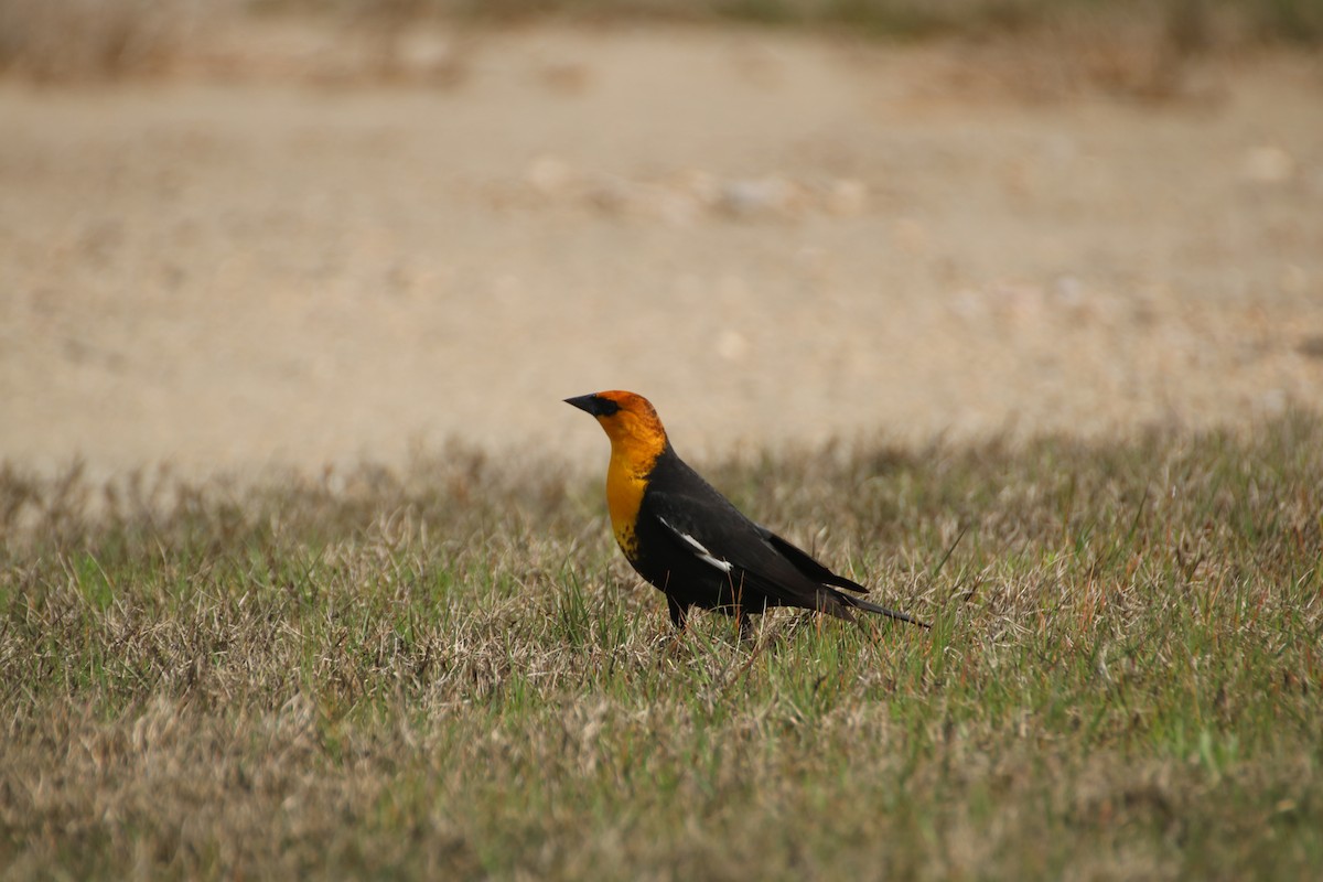 Yellow-headed Blackbird - ML633859298