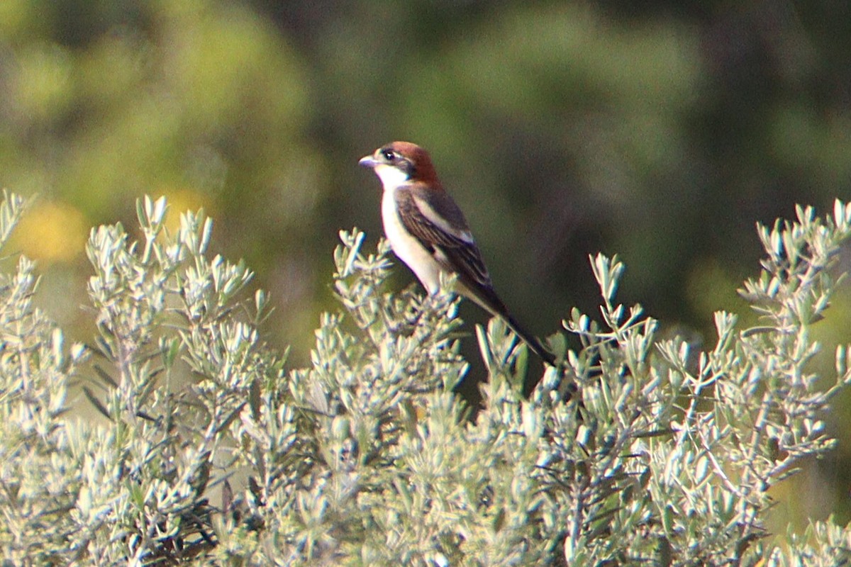rødhodevarsler - ML633859300