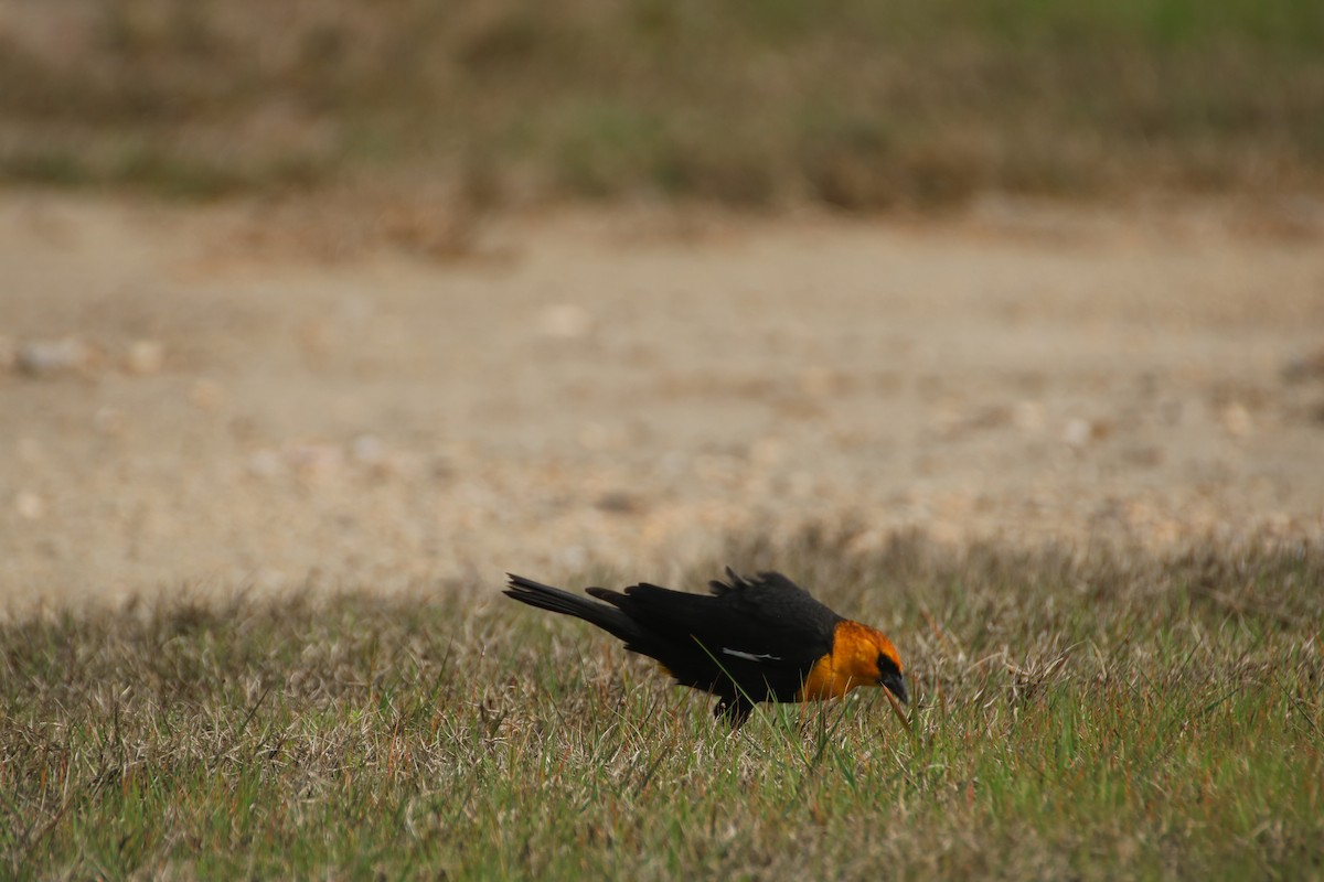 Yellow-headed Blackbird - ML633859317