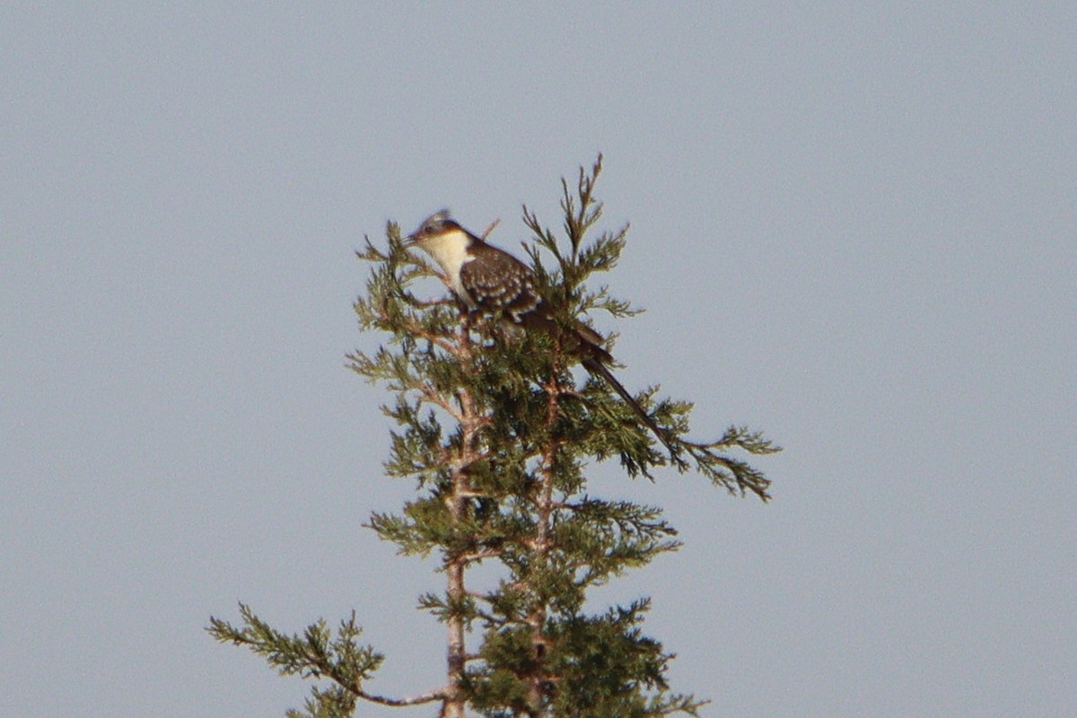 skjæregjøk - ML633859323