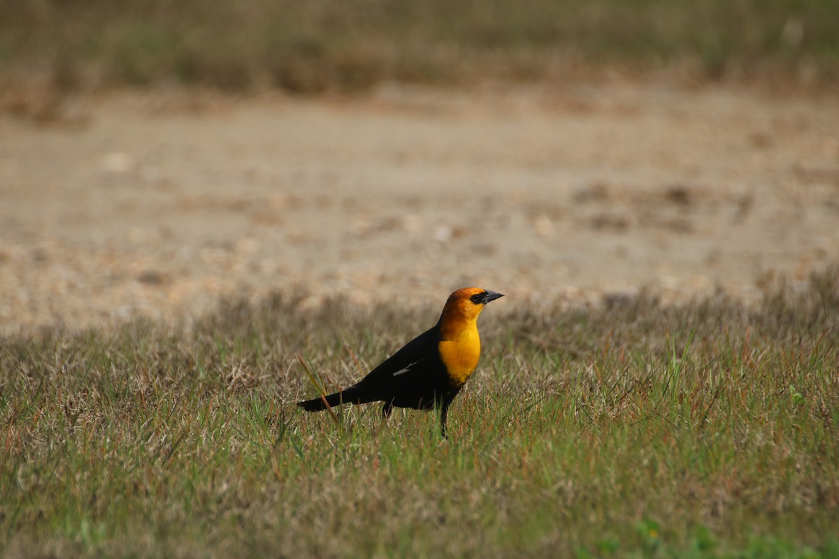 Yellow-headed Blackbird - ML633859328
