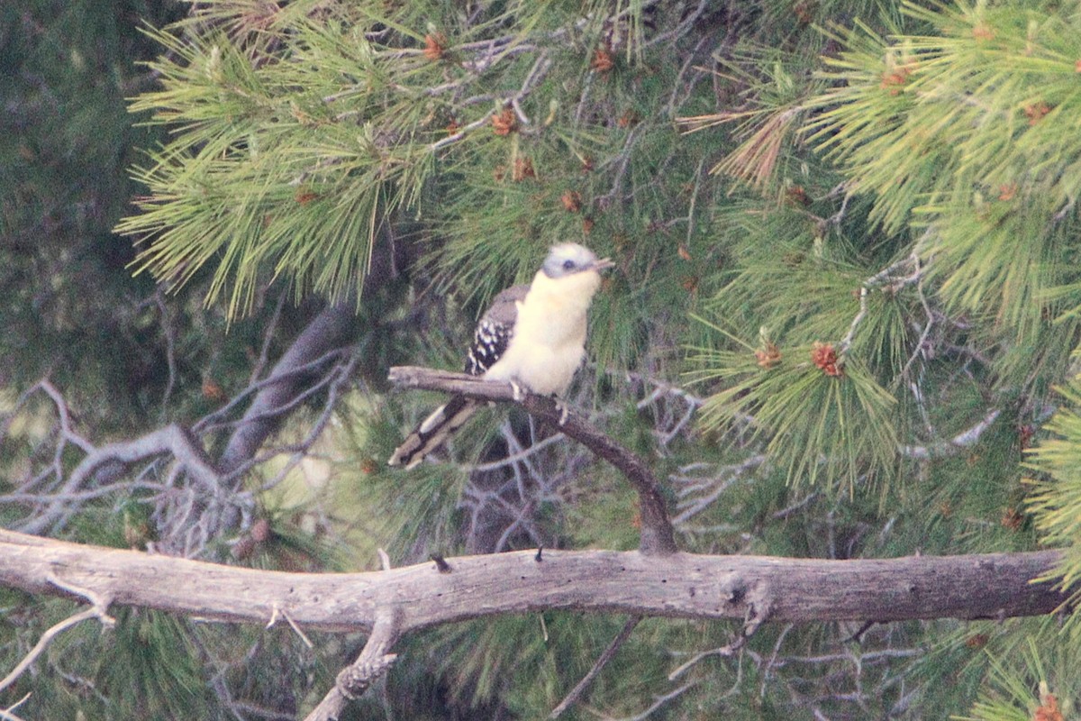 skjæregjøk - ML633859333