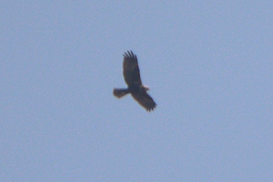 sivhauk - ML633859371
