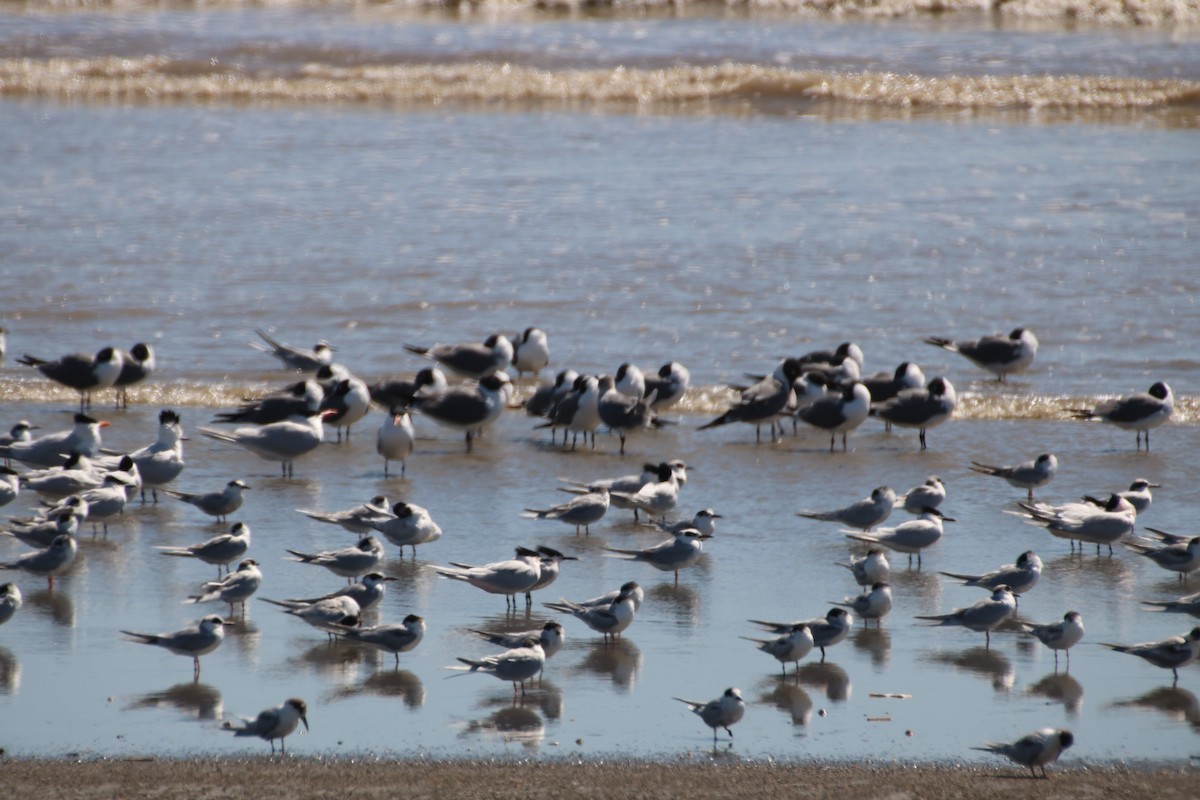 Sandwich Tern - ML633859684